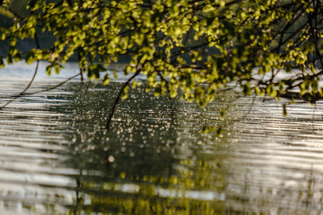 tree branches with fresh green leaves hanging low above water in river.