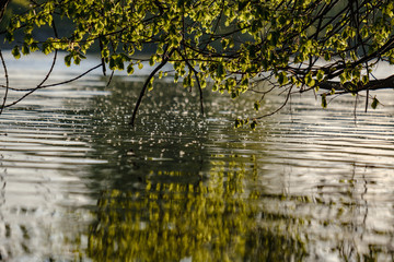 Obraz na płótnie Canvas tree branches with fresh green leaves hanging low above water in river.
