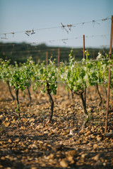 France Vineyard plantation