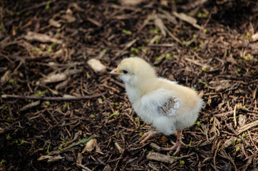 chick in the grass