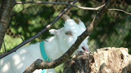 domestic goats on pasture grass and sunny day