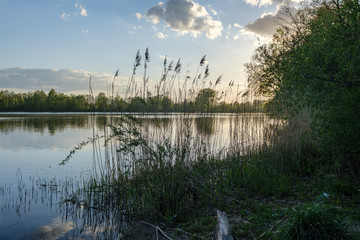 beautiful sunset by the river under tree leaves and branches. calm water