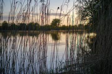 beautiful sunset by the river under tree leaves and branches. calm water