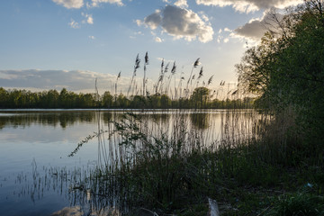 beautiful sunset by the river under tree leaves and branches. calm water