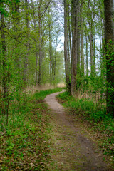 small narrow foot path in summer green forest