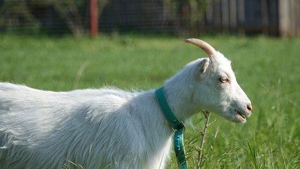 domestic goats on pasture grass and sunny day
