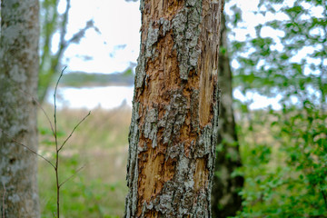 old dry tree trunks and stomps in green spring forest