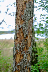 old dry tree trunks and stomps in green spring forest