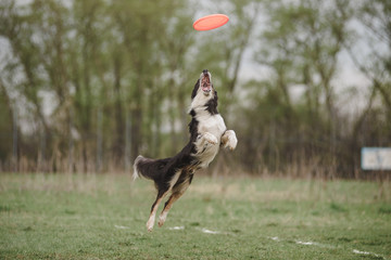 border collie dog fun jumping and catching a frisbee disc