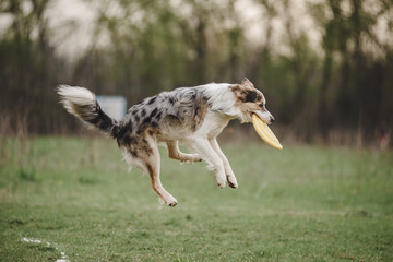 border collie dog fun jumping and catching a frisbee disc