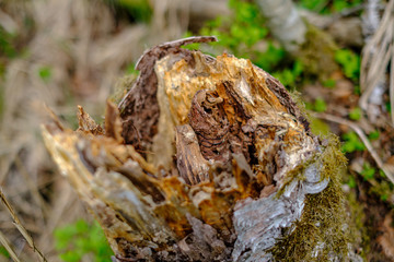 old dry tree trunks and stomps in green spring forest