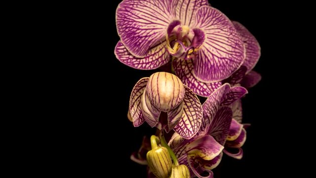4K Timelapse of purple Orchid flower blooming on black background