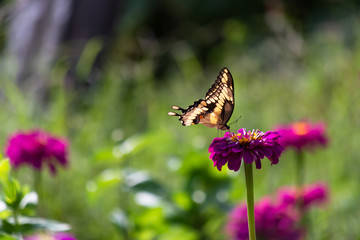 Swallowtail Butterfly feeding on the nectar of a purple springtime flower
