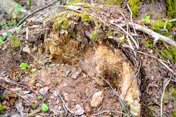 old dry tree trunks and stomps in green spring forest