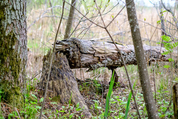 old dry tree trunks and stomps in green spring forest