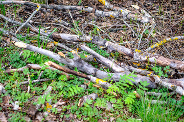 old dry tree trunks and stomps in green spring forest