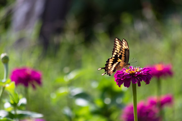 Swallowtail Butterfly feeding on the nectar of a purple springtime flower