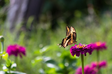 Swallowtail Butterfly feeding on the nectar of a purple springtime flower