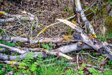 old dry tree trunks and stomps in green spring forest