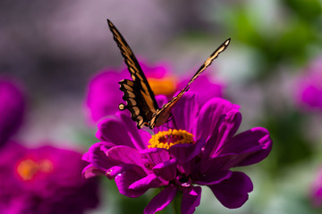 Swallowtail Butterfly feeding on the nectar of a purple springtime flower