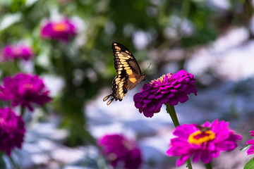 Swallowtail Butterfly feeding on the nectar of a purple springtime flower