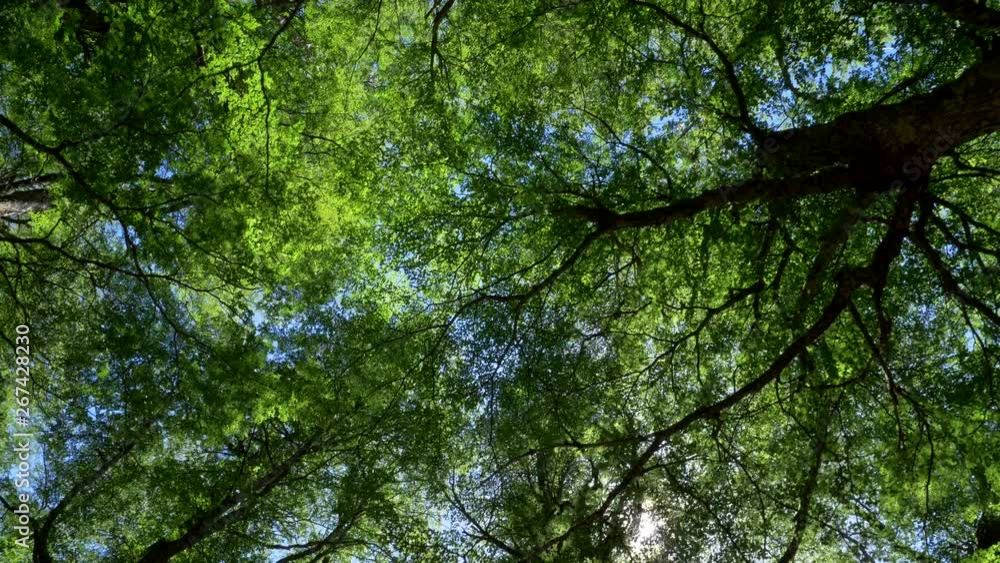 Poster looking up the blue sky along the branches and green foliage of trees while the sun rays getting thr