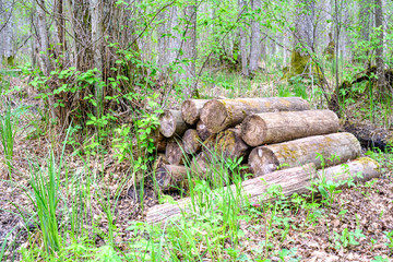 old dry tree trunks and stomps in green spring forest