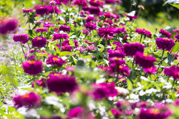 Fototapeta premium Field of purple spring flowers