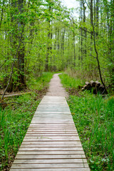 small narrow wooden plank foot path in summer green forest