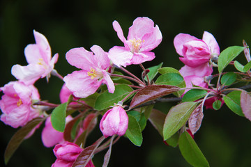 Beautiful pink apple flowers background