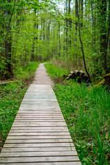 Fototapeta na wymiar small narrow wooden plank foot path in summer green forest