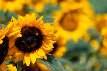 Honeybees collecting pollen from a sunflower