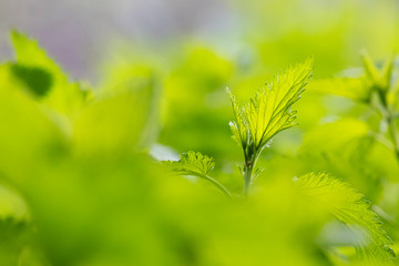stinging nettle cloose up, Urtica dioica