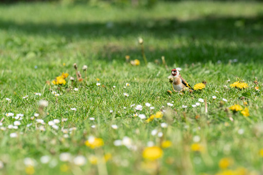 Vogelart Images – Browse 6,445 Stock Photos, Vectors, and Video | Adobe ...