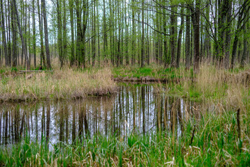 small forest river with calm water and reflections from trees in it
