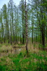 Fototapeta na wymiar dense tree trunk wall growe texture in the forest in spring