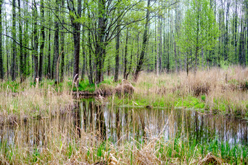 small forest river with calm water and reflections from trees in it