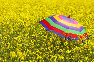 colorful umbrella in yellow rape field