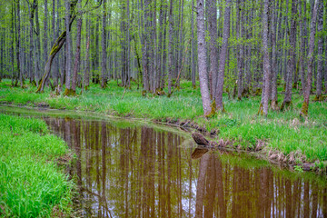 Obraz premium small forest river with calm water and reflections from trees in it