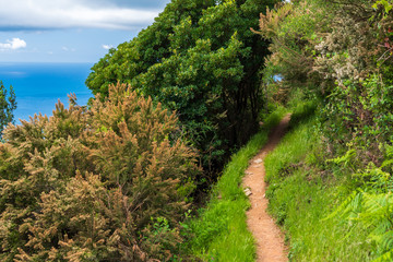 Fototapeta na wymiar Hiking path passing through thick bushes along the coastline. Part of the scenic trekking trail between Soviore Sanctuary, Monterroso and Vernazza in Cinque Terre, Italy.