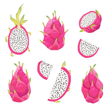 Set of dragon fruits and pitaya illustration design elements. Hand drawn vector in watercolor style for summer romantic cover, tropical wallpaper, vintage texture