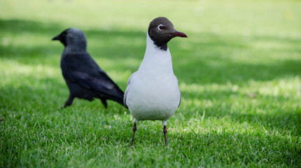black headed gull  on grass