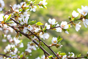 Flowering Apple trees in the garden. White flower