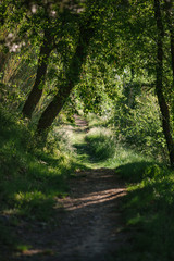 Fototapeta na wymiar Hiking Path though woods
