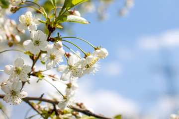 Flowering Apple trees in the garden. White flower