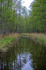 Fototapeta na wymiar small forest river with calm water and reflections from trees in it