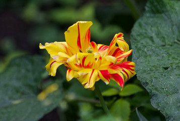 Obraz premium beautiful elderly tulips from my garden