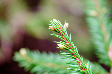 young spruce tree branches in spring
