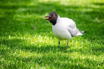 black headed gull  on grass