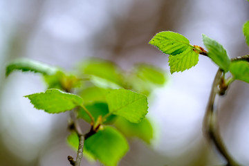 fresh young tree leaves in spring